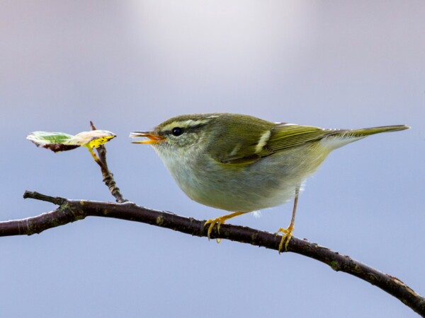 Yellow Browed Warbler