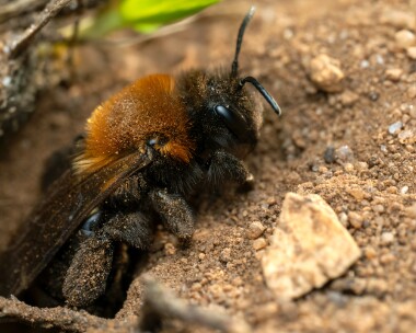 cliffminingbee060425b Cliff Mining Bee Holt Lowes, Norfolk