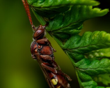 forkjawednomadbee080625 Fork-jawed Nomad Bee Ballanette, Isle of Man