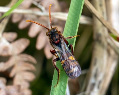 nomadbee060523b Nomad Bee Stoney Mountain, Isle of Man