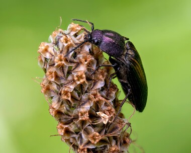 Cteniceracuprea150625 copy Ctenicera Cuprea Spean Bridge, Scotland6