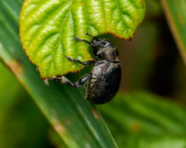 blackmarramweevil200724 Black Marram Weevil Point of Ayre NR, Isle of Man