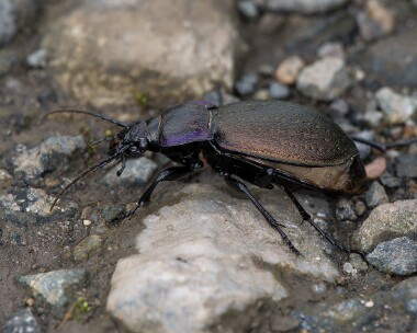 bronzegroundbeetle030426