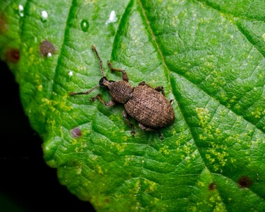 claycolouredweevil200724 Clay-coloured Weevil Point of Ayre NR, Isle of Man