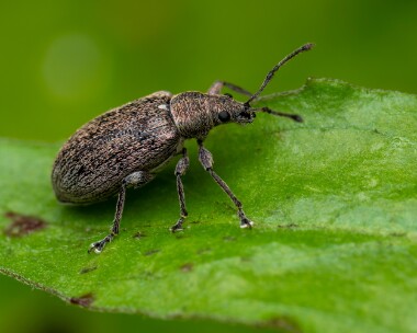 commonleafweevil160625 Common Leaf Weevil Kinloch Laggan, Scotland