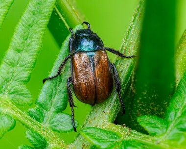 gardenchafer150625s Garden Chafer Spean Bridge, Scotland