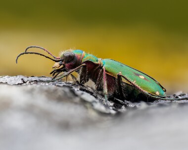 greentigerbeetle190625b Green Tiger Beetle Creag Meagaidh, Scotland