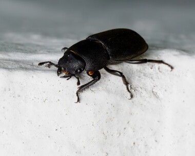 lesserstagbeetle230624 Lesser Stag Beetle, Doddington Kent