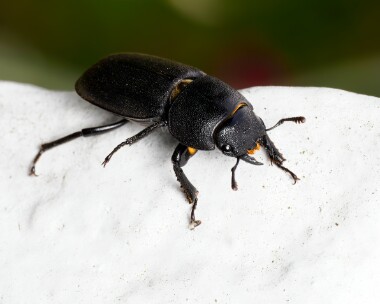 lesserstagbeetle230624b Lesser Stag Beetle, Doddington Kent