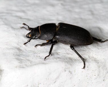 lesserstagbeetle230624c Lesser Stag Beetle, Doddington Kent