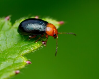 podagricafuscicornis230624 Podagrica Fuscicornis, East Blean Kent