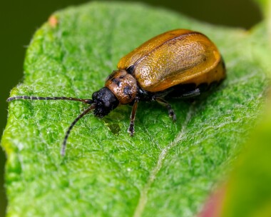 willowleafbeetle160625 Willow Leaf Beetle Kinloch Laggan, Scotland