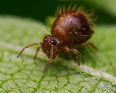 allacmafusca160624 Allacma Fusca Ballaugh Plantation, Isle of Man