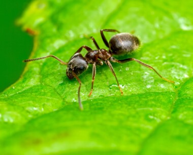 blackgardenant230624 Black Garden Ant Doddington, Kent
