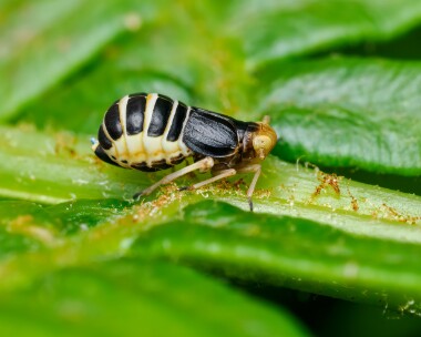 ditropispteridis160624 Ditropis pteridis Ballaugh Plantation, Isle of Man