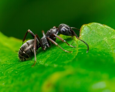 duskyant150624 Dusky Ant Ballanette, Isle of Man
