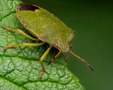 greenshieldbug080525 Green Shieldbug Douglas, Isle of Man