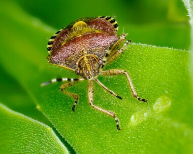 hairyshieldbug020524 Hairy Shieldbug Douglas, Isle of Man