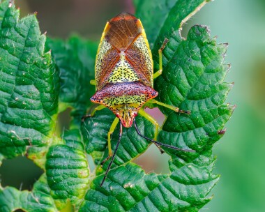 hawthornsheildbug261024 Hawthorn Shieldbug Ballanette, Isle of Man