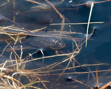 lesserdivingbeetle300425 Lesser Diving Beetle Stoney Mountain. Isle of Man