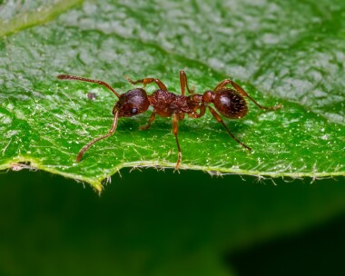 redant140524 Red Ant Higher Hyde Heath, Dorset