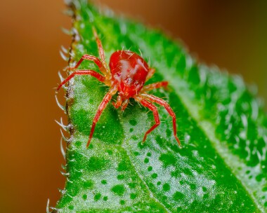 redmite090425 Red Mite Langham, Norfolk