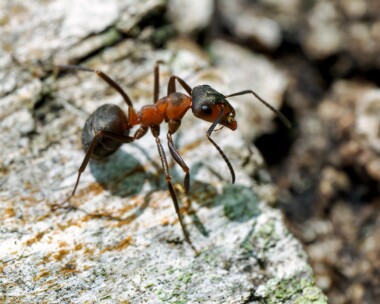 southernwoodant150524 Southern Wood Ant Crockford stream, Hampshire