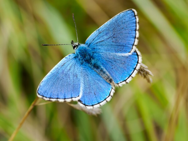 Adonis Blue