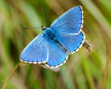 adonisblue060825 Adonis Blue Figsbury Ring, Wiltshire