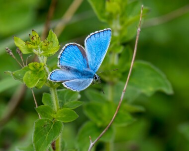 adonisblue170619 Adonis Blue Martin Down, Dorset