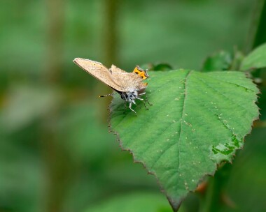 blackhairstreak030721b Black Hairstreak (Video grab) Brampton Wood, Cambridgeshire