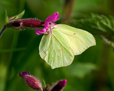 brimstone110524b Brimstone Ham Wall, Somerset