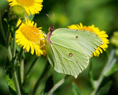 brimstone300724 Brimstone Alners Gorse, Dorset