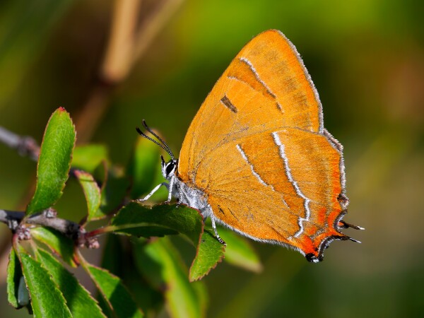 Brown Hairstreak
