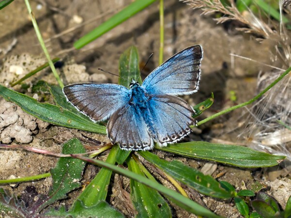 Chalkhill Blue