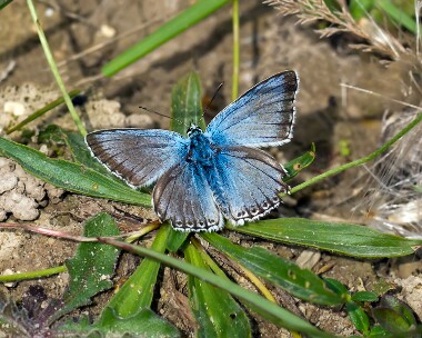 chalkhillblue140814 Chalkhill Blue, Warham Fort, Norfolk
