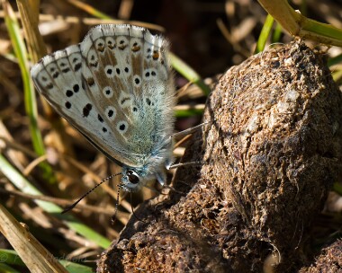 chalkhillblue290713 Chalkhill Blue Warham Fort, Norfolk