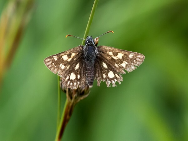 Chequered Skipper