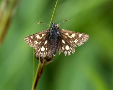 chequeredskipper010716 Chequered Skipper Ariundle, Scotland
