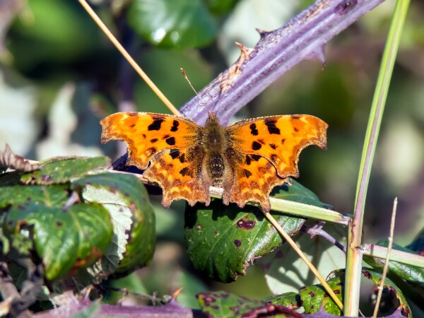 Comma