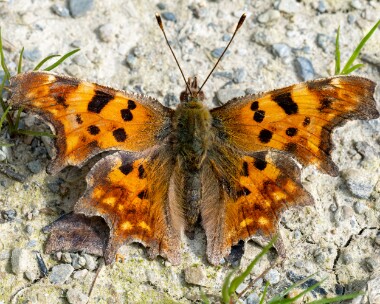 comma080423 Comma Port Soderick, Isle of Man