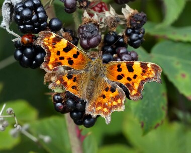 comma180910 Common Hayle Estuary, Cornwall