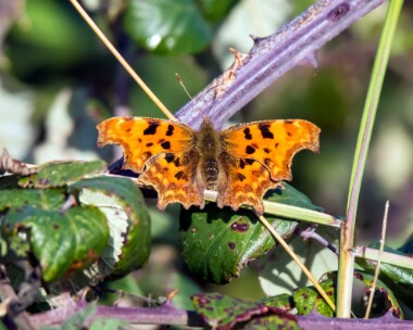 comma191018 Comma Warham Greens, Norfolk