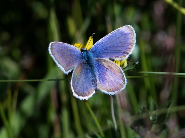 Common Blue