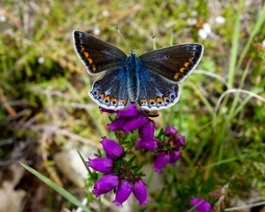 commonblue010716 Common Blue Salen, Scotland