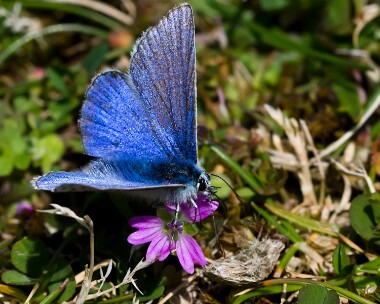 commonblue300511 Common Blue Isle of Man