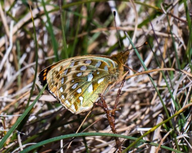 darkgreenfrit300520 Dark Green Fritillary Ballaghennie, Isle of Man