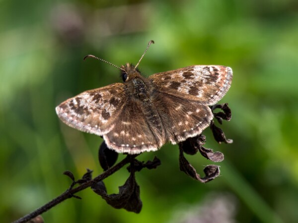 Dingy Skipper