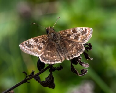 dingyskipper070519 Dingy Skipper Narborough, Norfolk (Video Grab)