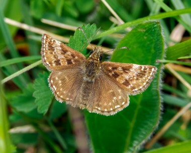dingyskipper110524 Dingy Skipper Strawberry Banks, Somerset